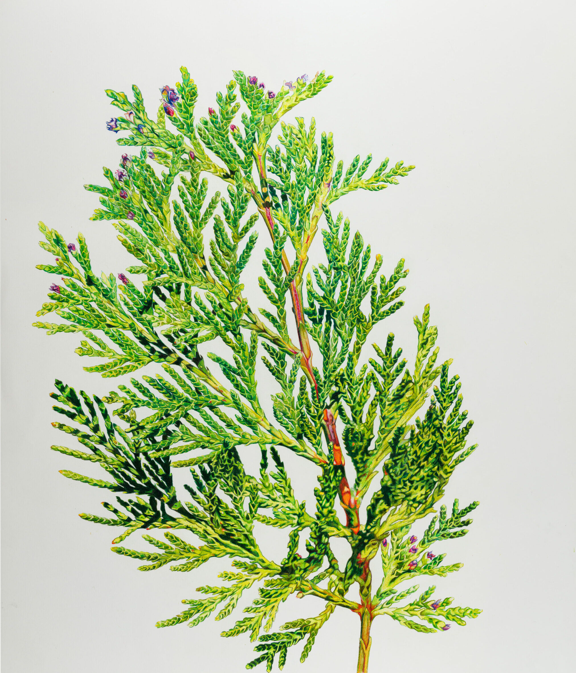 Cedar_a