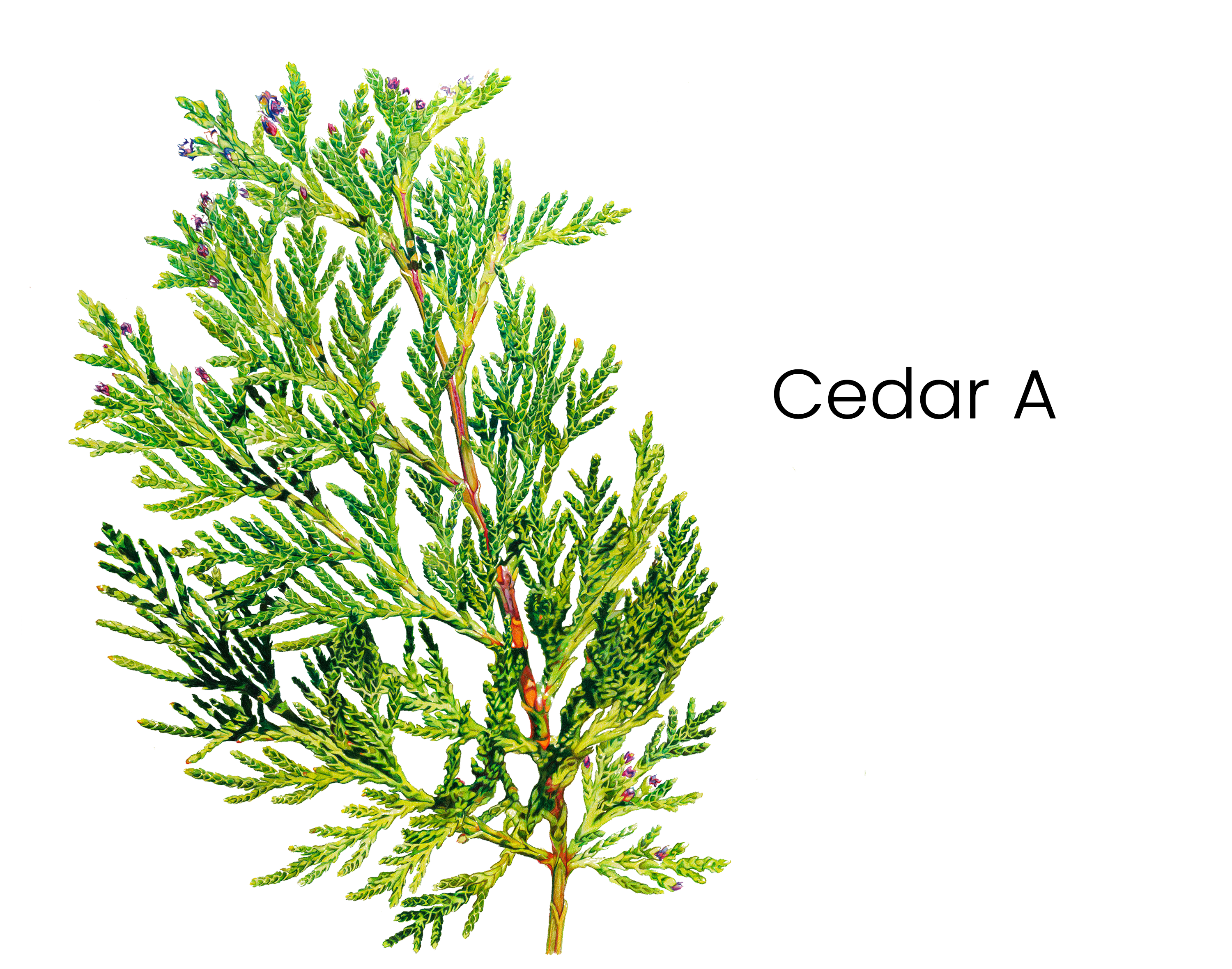 cedar_a