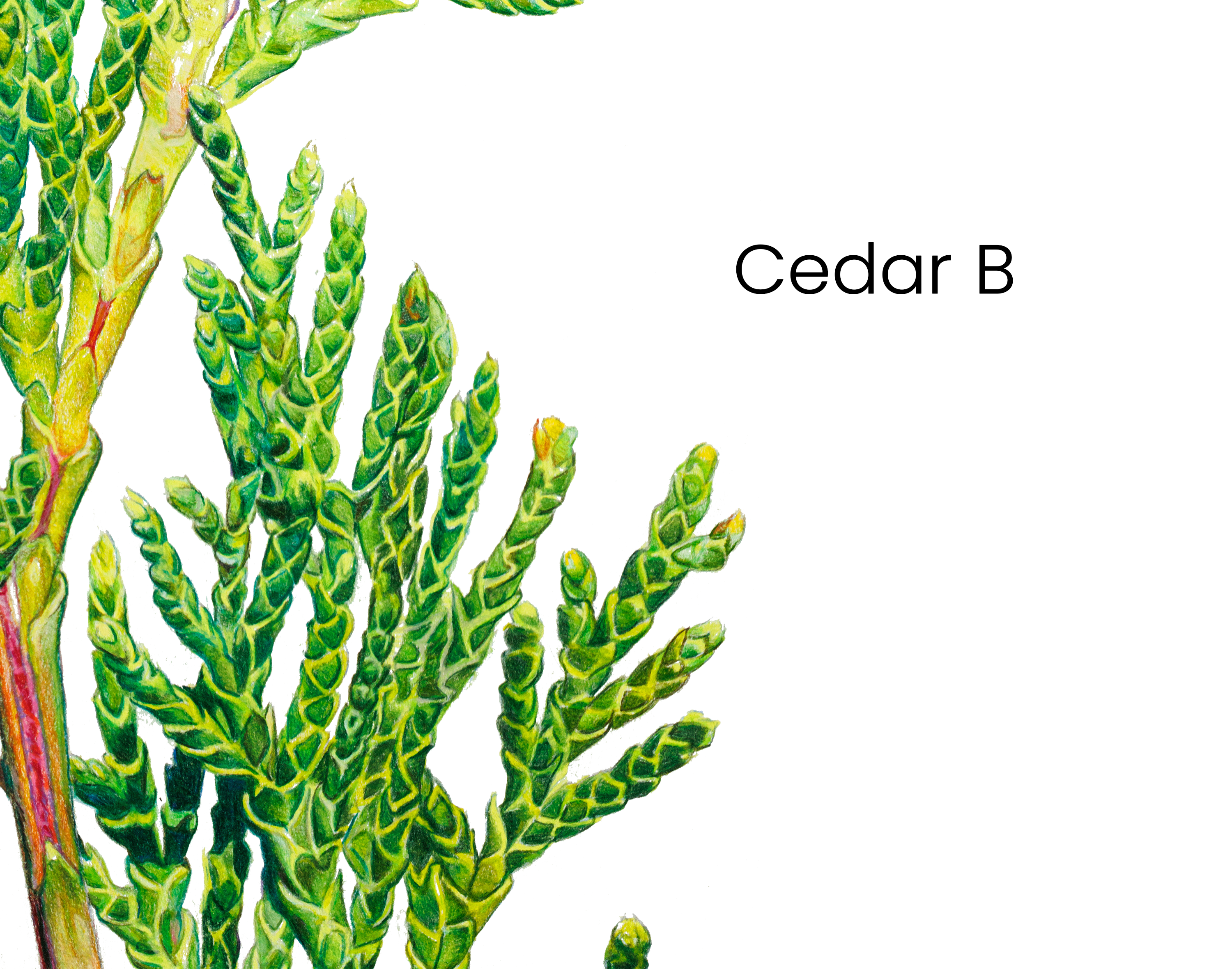 cedar_b