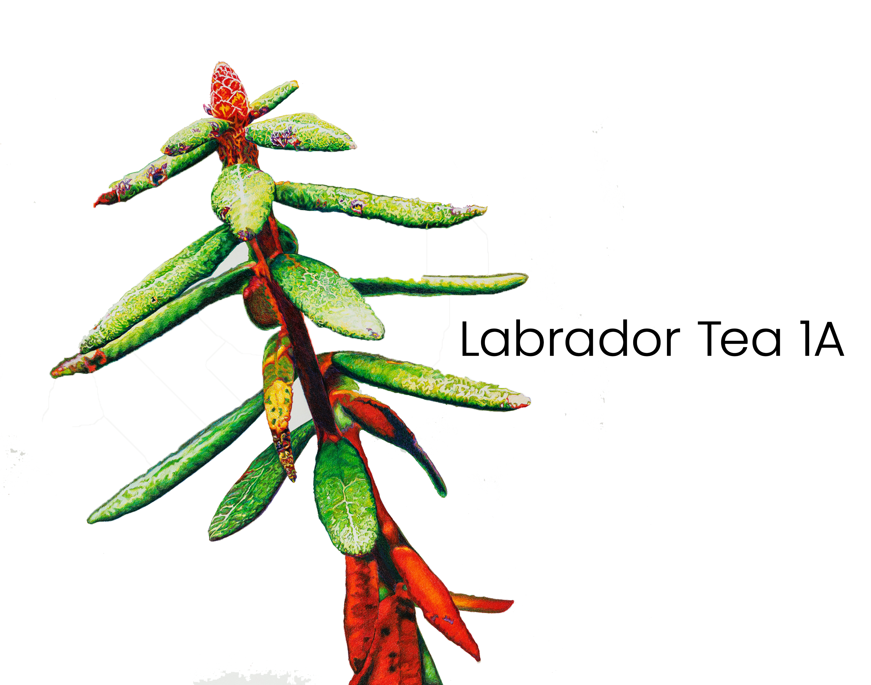 labrador_tea_1a