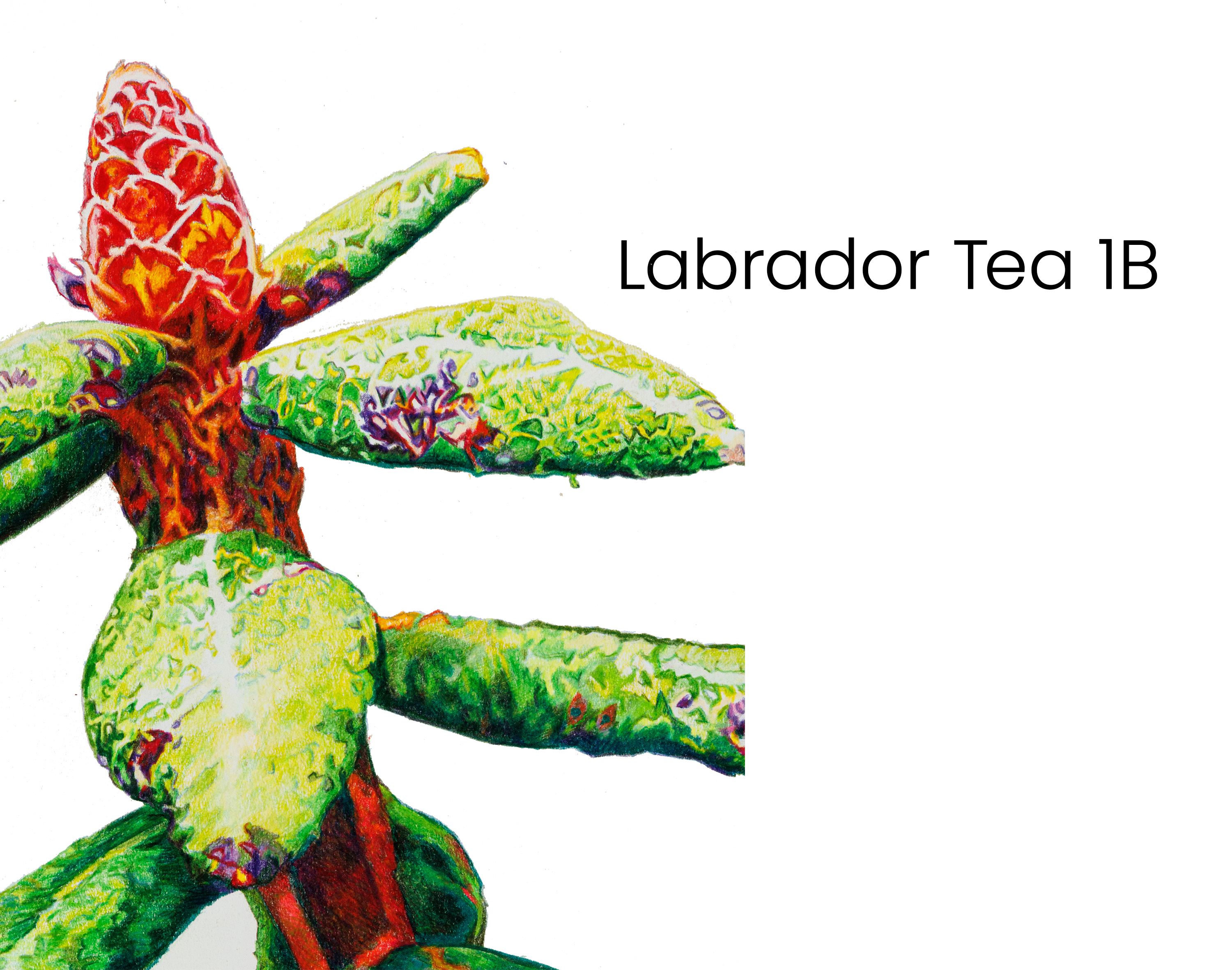 labrador_tea_1b