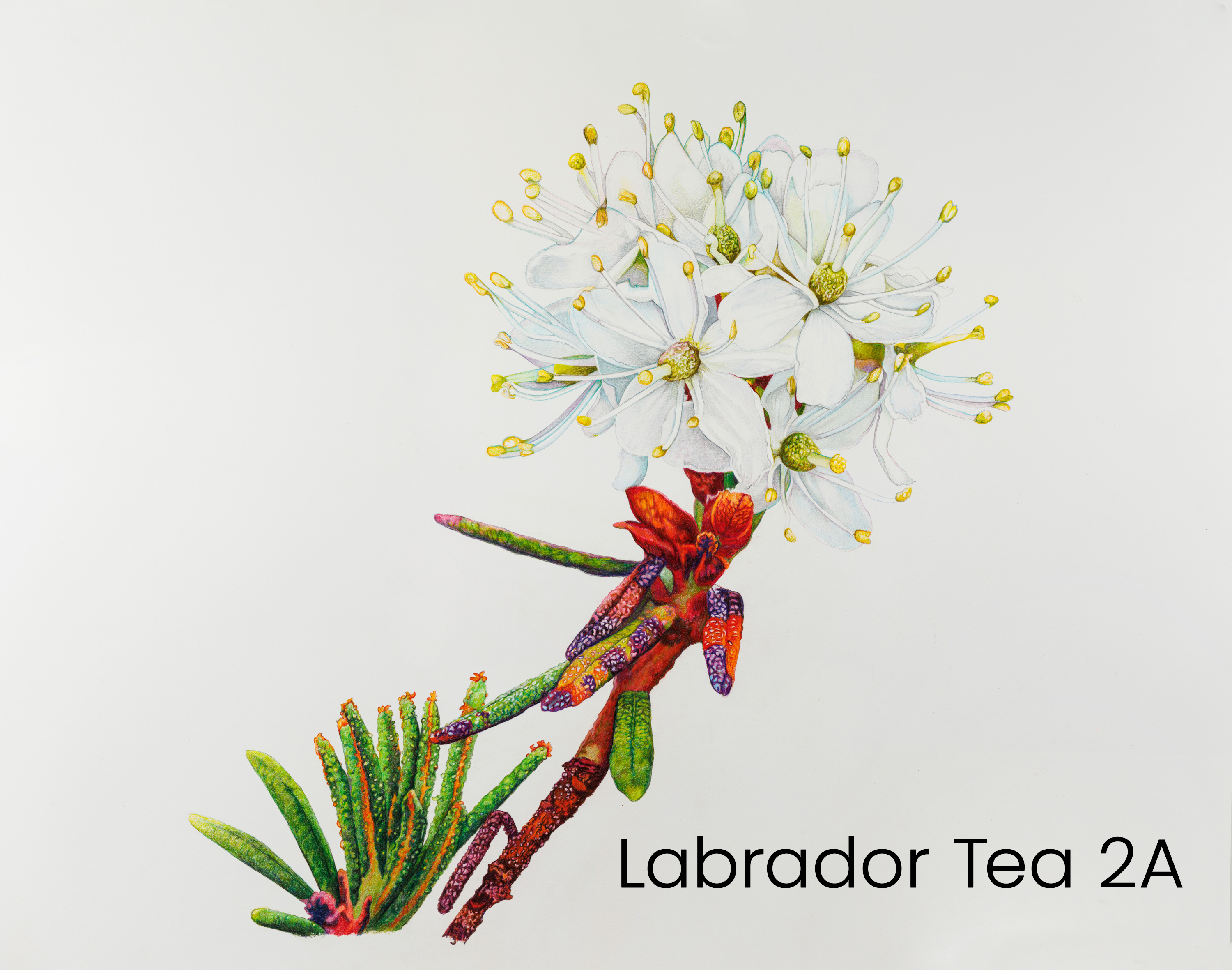 labrador_tea_2a