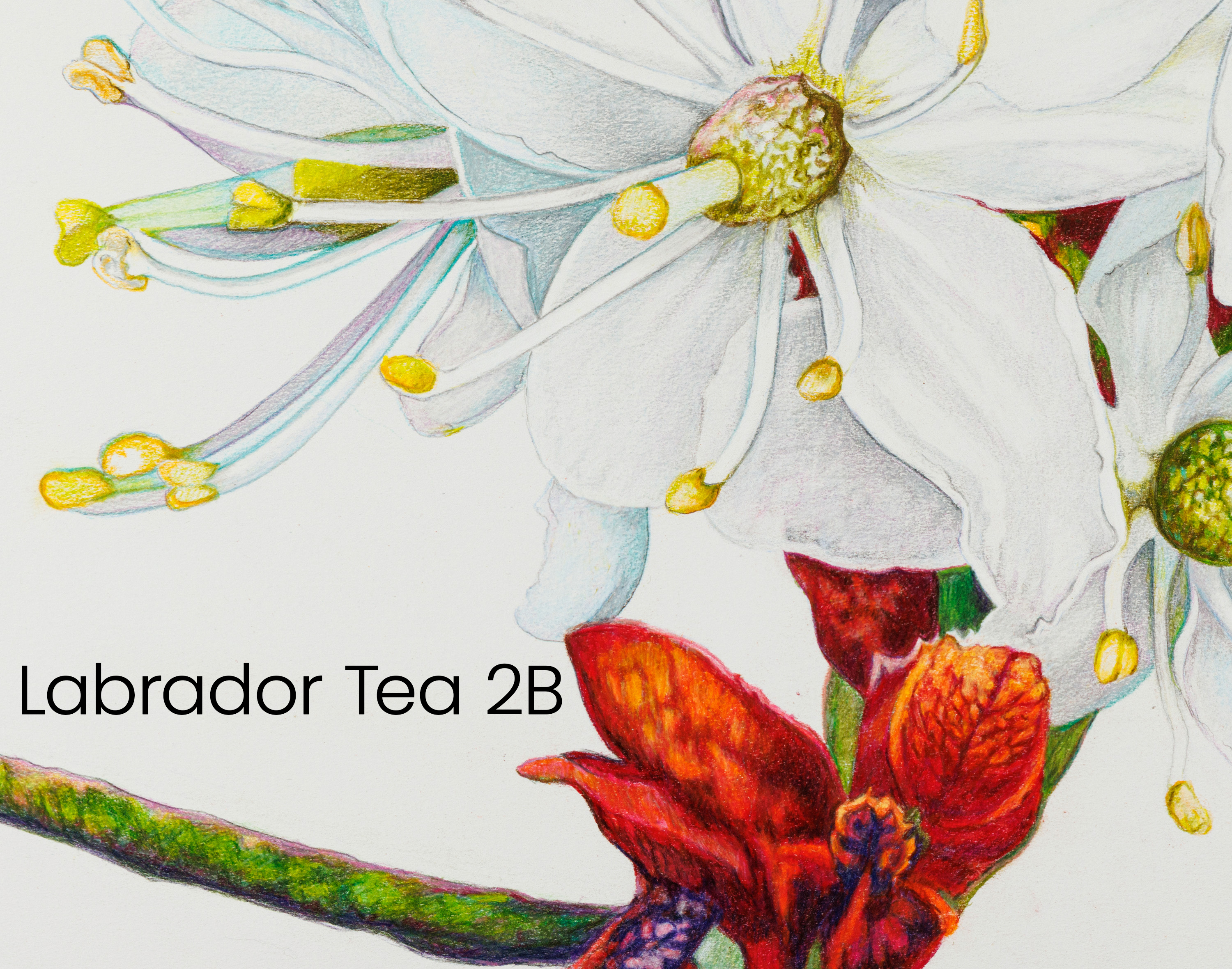 labrador_tea_2b