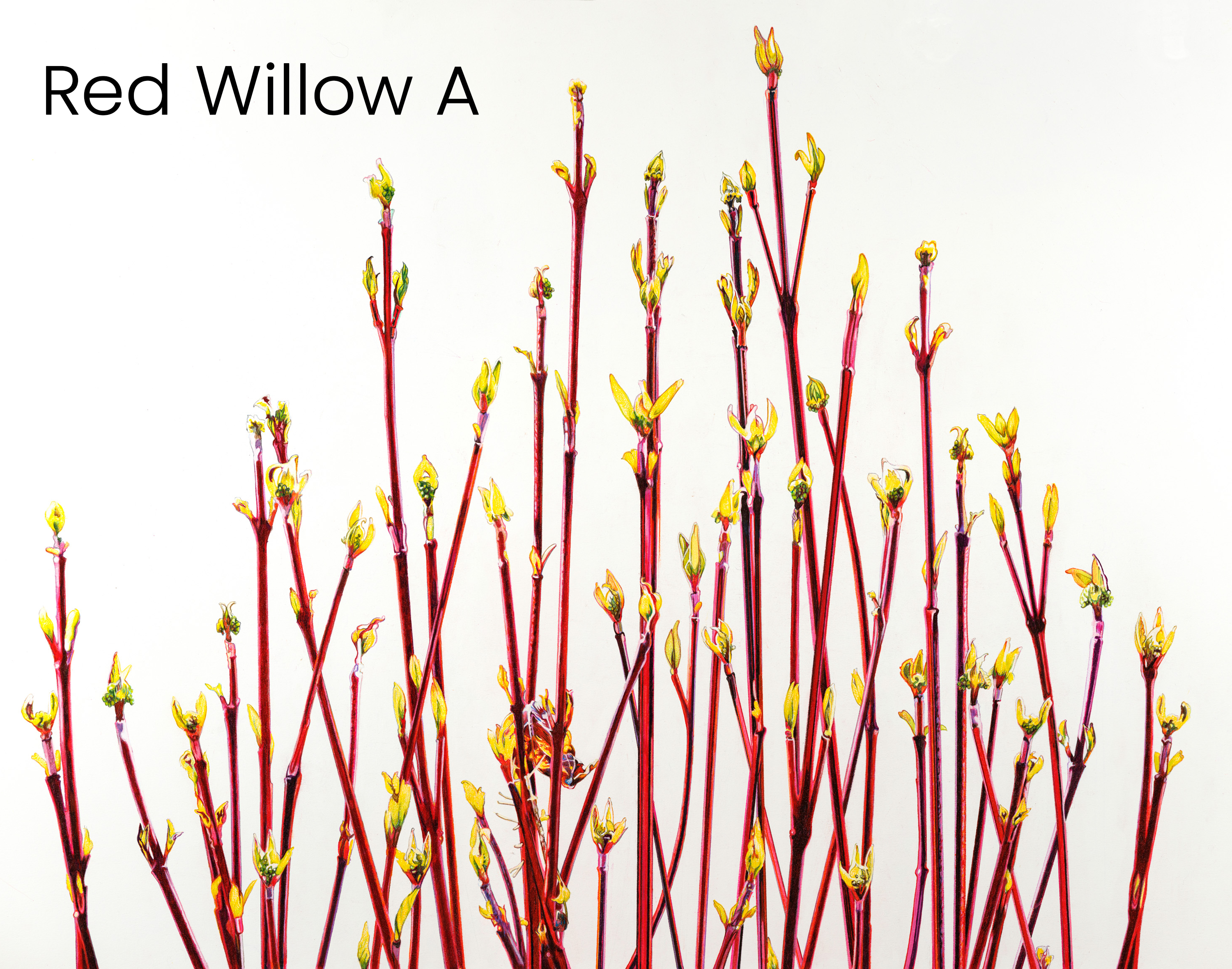 red_willow_a