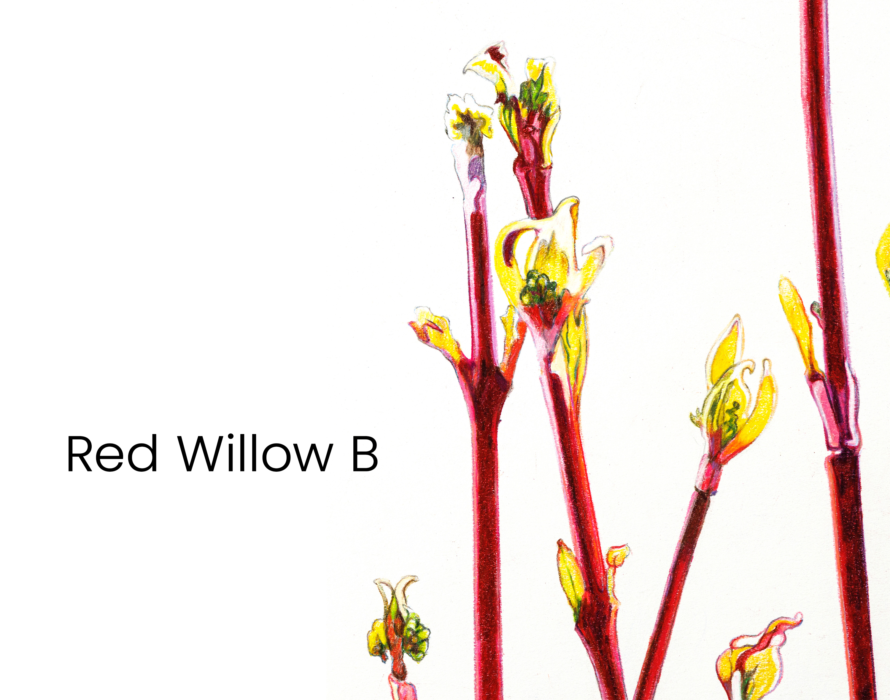 red_willow_b