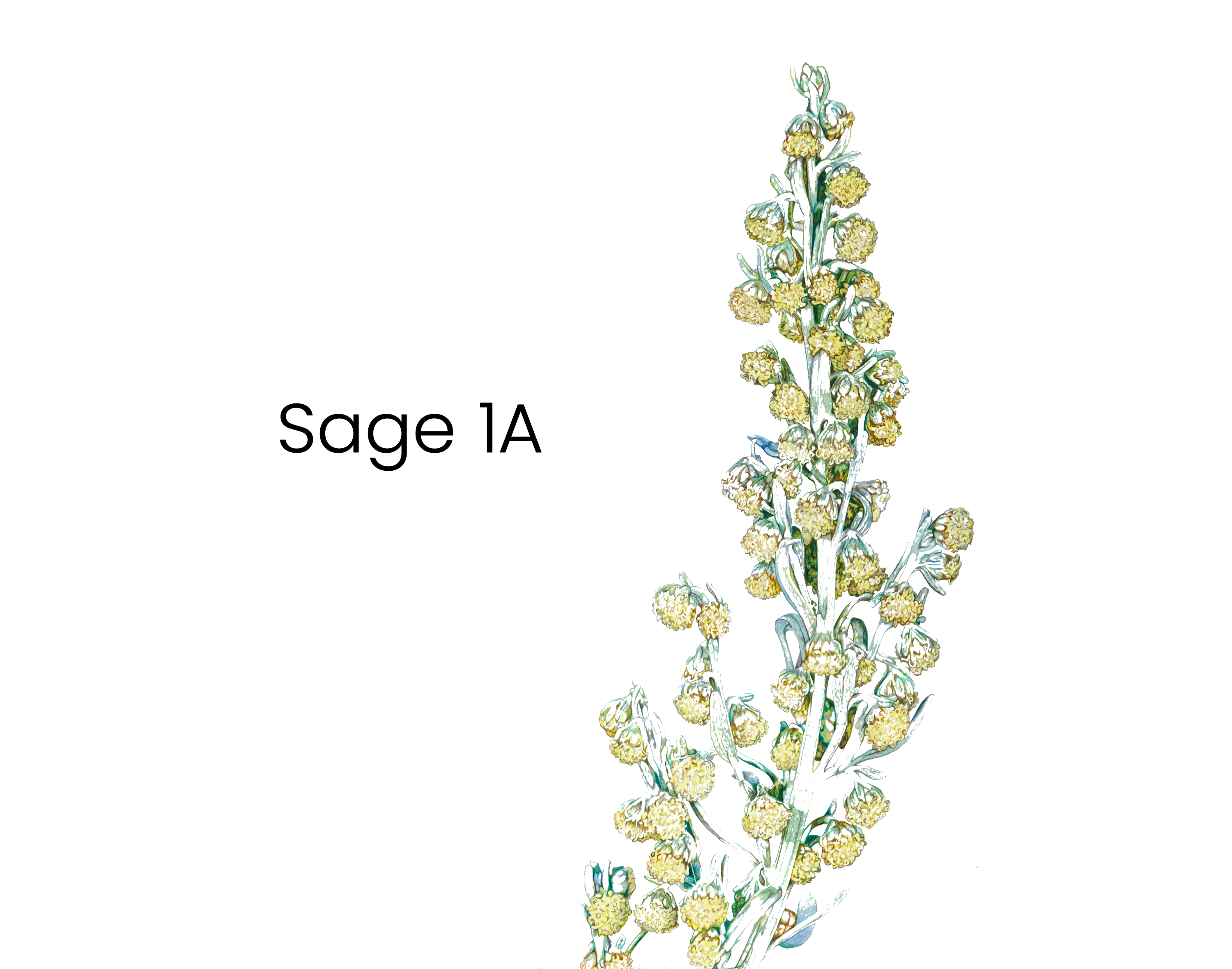 sage_1a