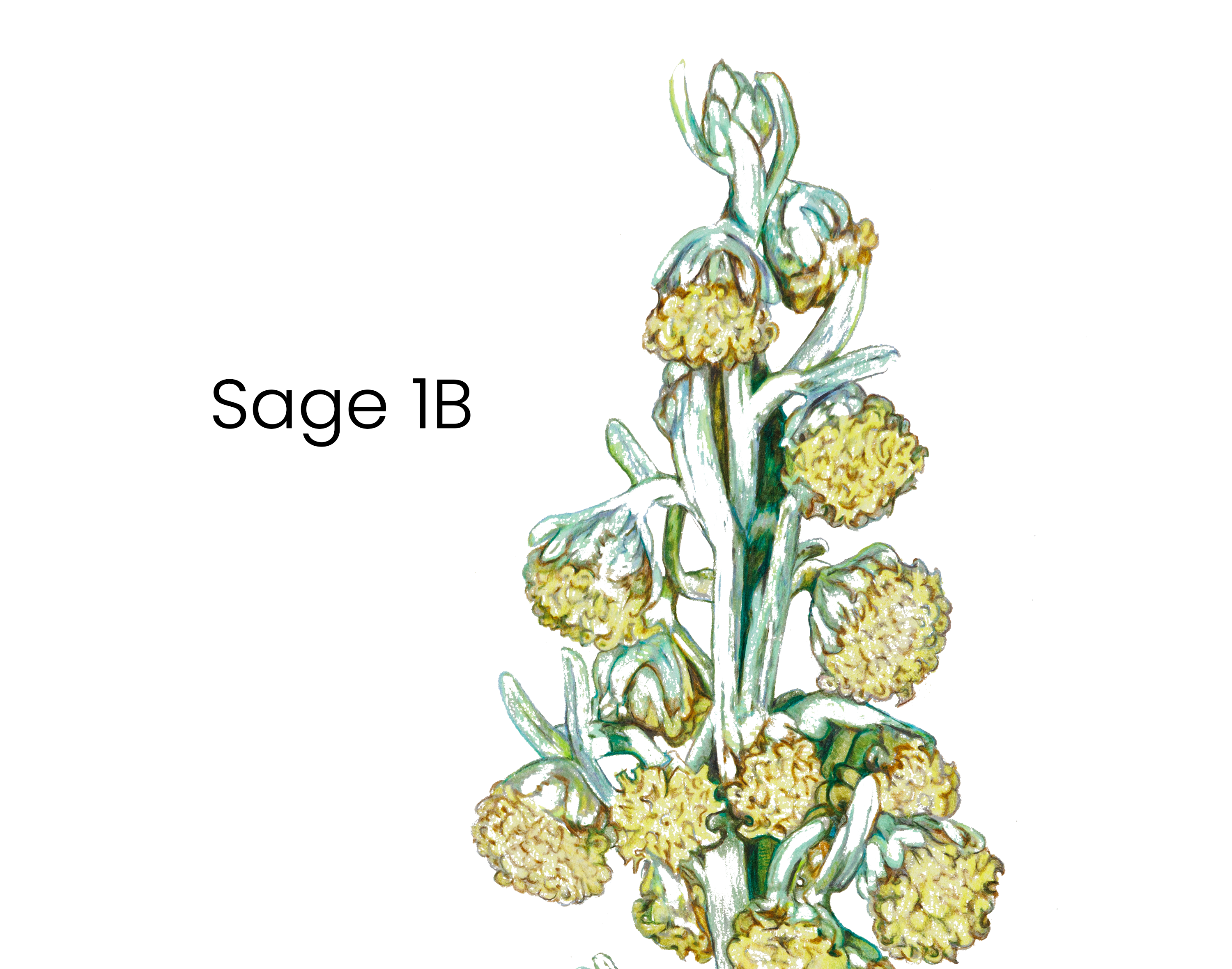 sage_1b