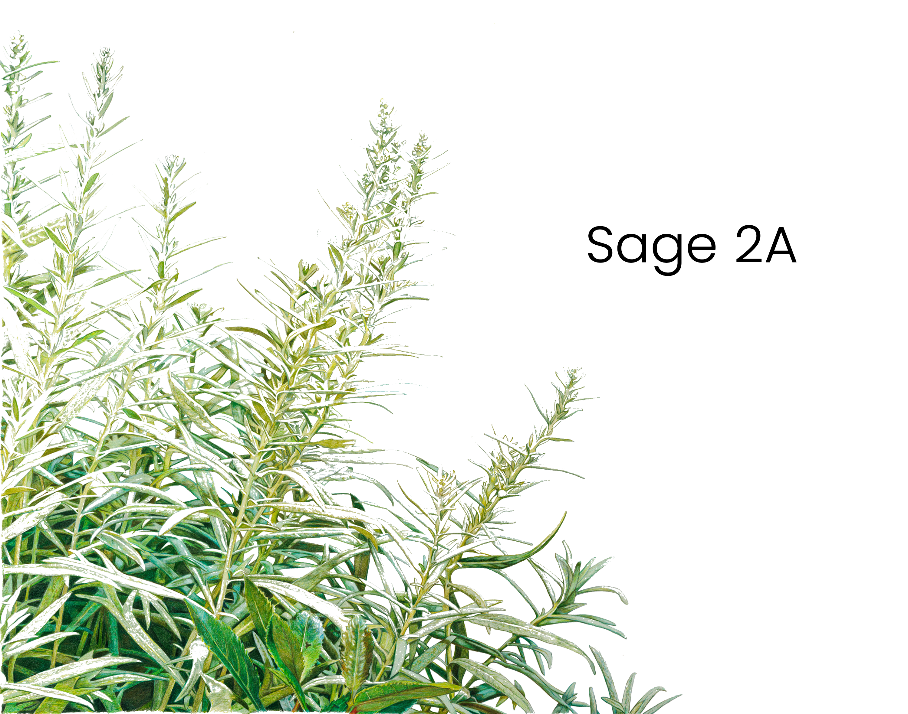 sage_2a