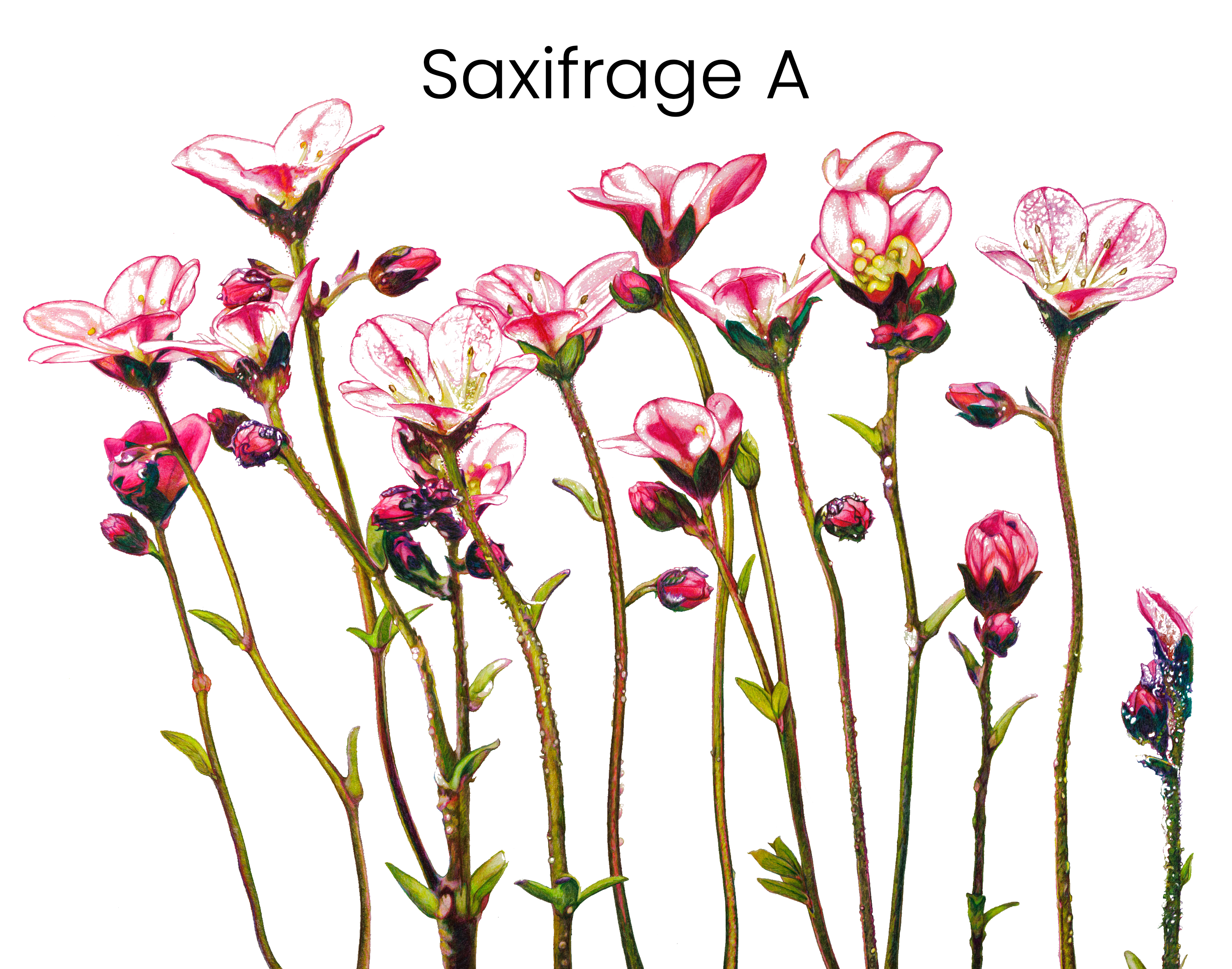 saxifrage_a