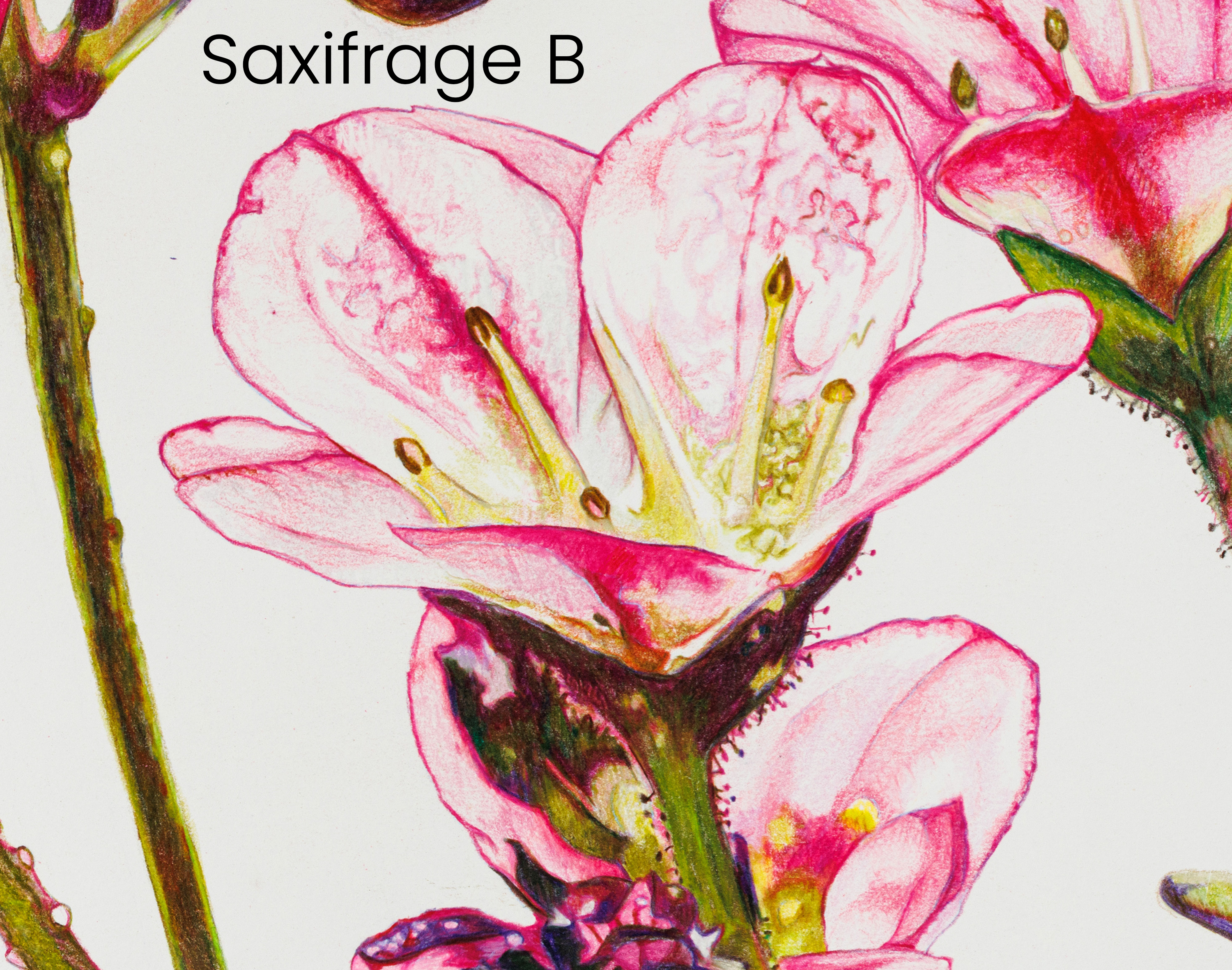 saxifrage_b