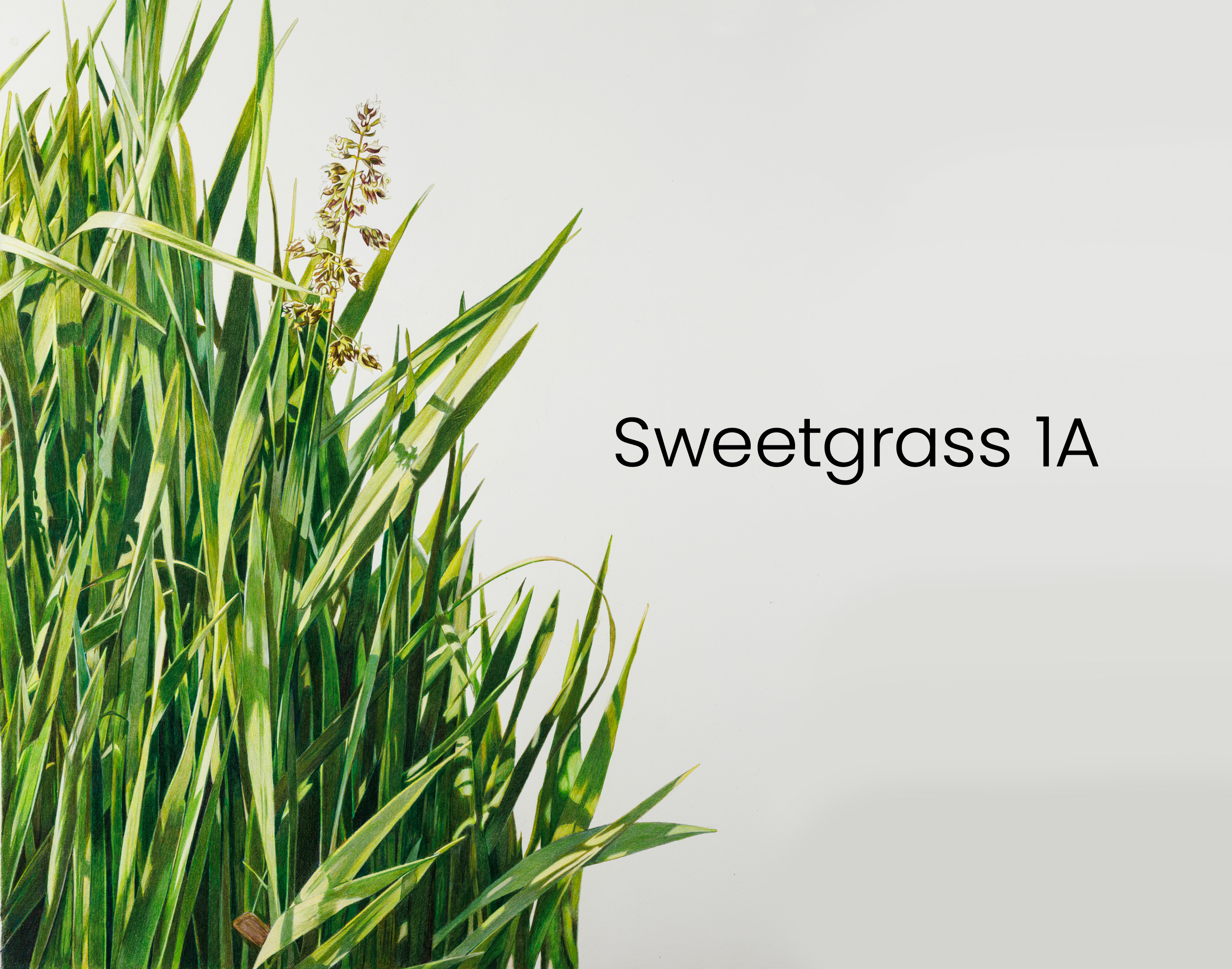 sweetgrass_1a