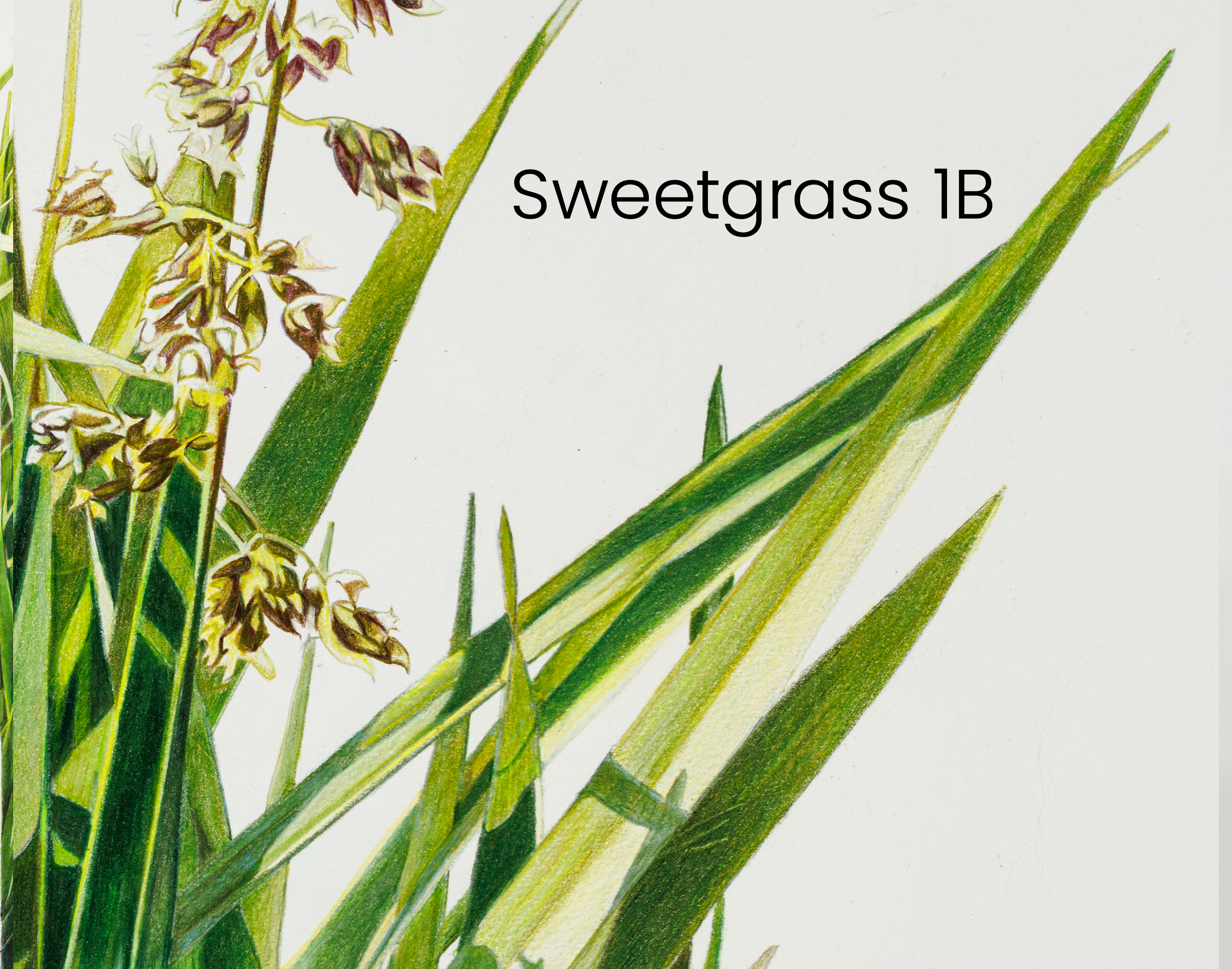 sweetgrass_1b