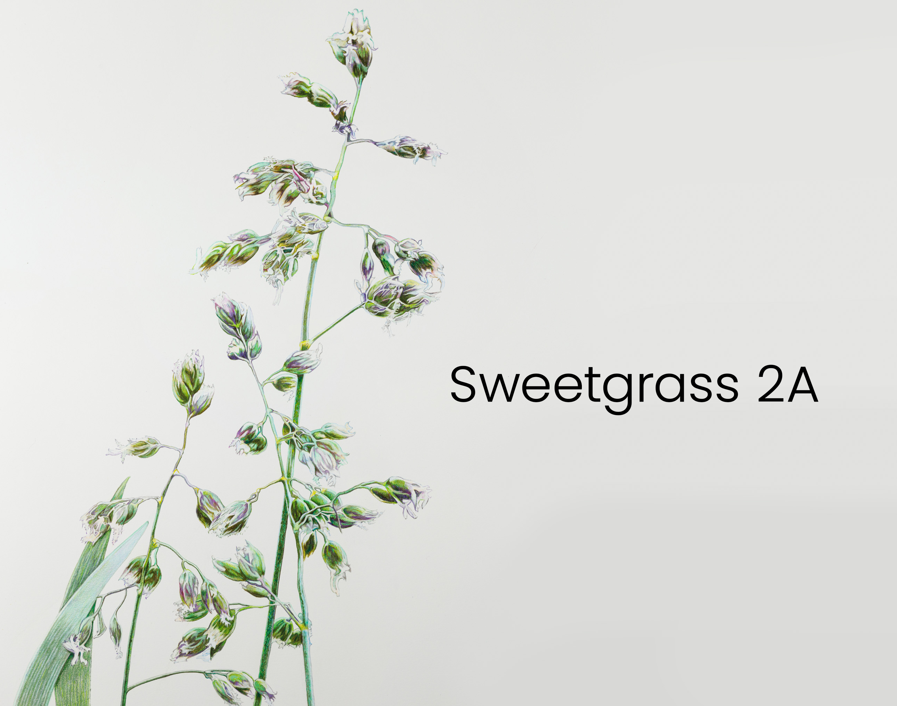 sweetgrass_2a