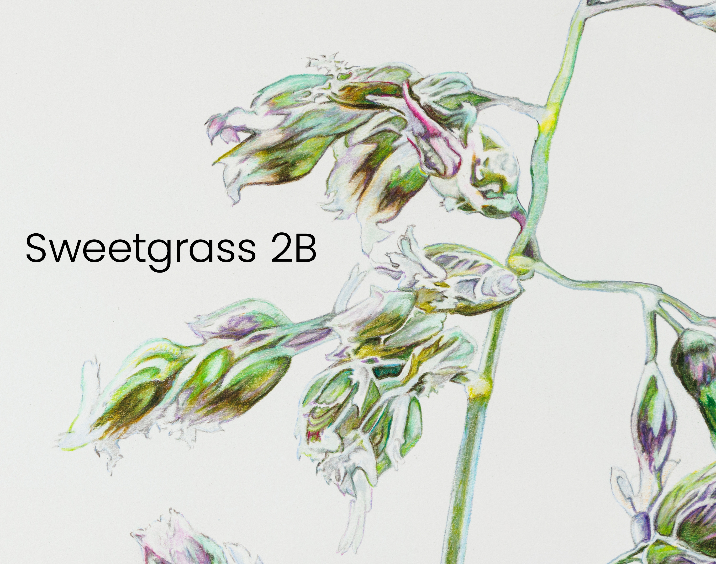 sweetgrass_2b